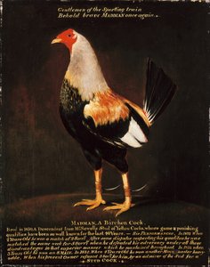 Madman, a Birchen Cock