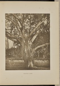 Banyan Tree, with Young Aerial Stems by Henry W. Cave