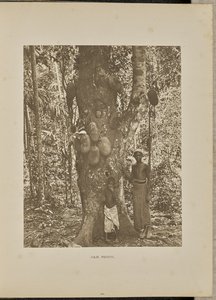 Jackfruit by Henry W. Cave