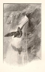 The Bird That Lives in Waterfalls by Henry Wolf