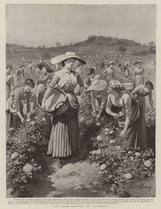 The Rose Harvest at Florence by Herbert Johnson