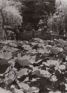 A Lotus-Pond