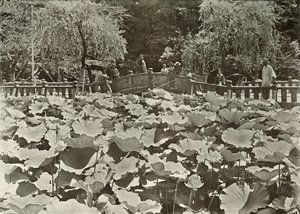 A Lotus Pond, 1910