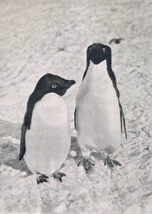 A Pair of Adélie Penguins, 1913