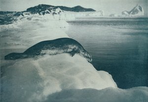 A Weddell Seal About To Dive, c1911, 1913 by Herbert Ponting