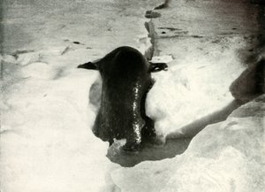 A Weddell Seal Getting On To The Ice, November 1911 by Herbert Ponting