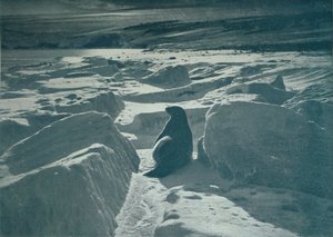 A Weddell Seal On The Beach by Herbert Ponting