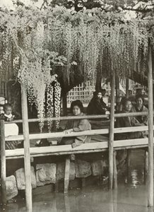 A Wisteria Arbour at Kameido by Herbert Ponting