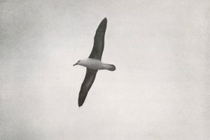 Albatross Soaring by Herbert Ponting