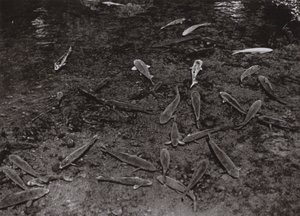 Carp in the Lake at Kumamoto by Herbert Ponting