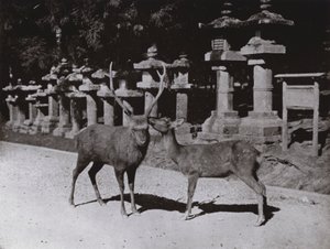 Deer, a Study at Nara by Herbert Ponting
