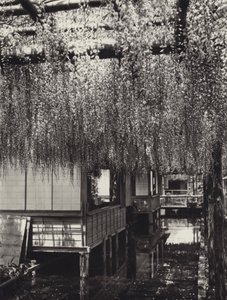 Japan in 1920s: Tokyo, Kameido by Herbert Ponting