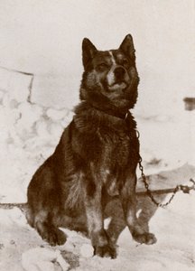 Krisravitsa