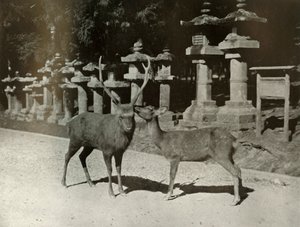 My Dear! A Study at Nara by Herbert Ponting
