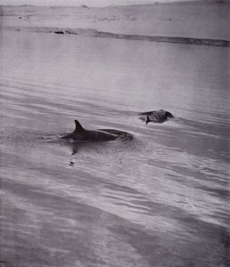 On all sides killer whales by Herbert Ponting