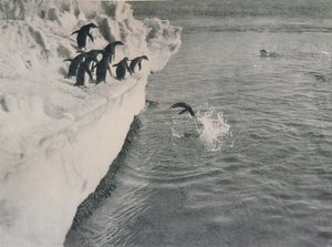 Penguins Diving by Herbert Ponting
