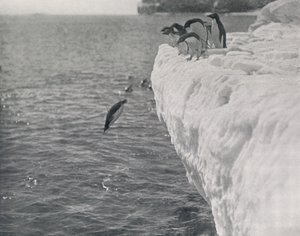 Penguins Diving, c1911, 1913 by Herbert Ponting