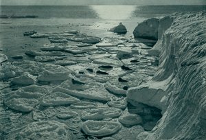 Seals Basking on Newly Formed Pancake Ice Off Cape Evans by Herbert Ponting