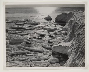 Seals Basking on Pancake Ice