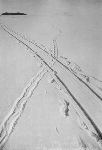 Sledge Track Crossing an Adélie Penguin