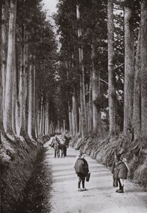 The Cryptomerias Avenue at Nikko by Herbert Ponting