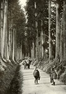 The Cryptomerias at Nikko by Herbert Ponting