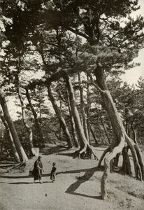 The Pines of Shizu-Ura by Herbert Ponting