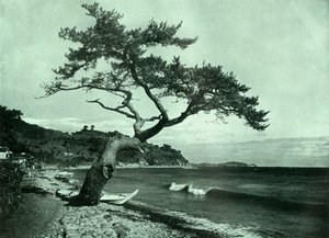 The Tree and the Wave by Herbert Ponting