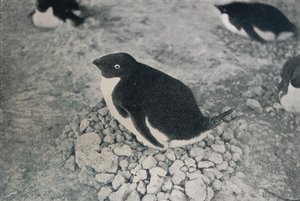 This Penguin Has an Industrious Mate by Herbert Ponting