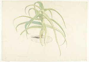 Aloe Perfoliata by Herman Saftleven