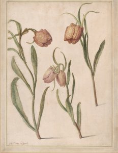 Study of Three Fritillaries, 1683 by Herman Saftleven the Younger