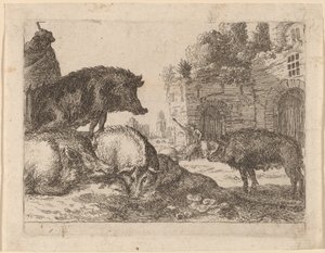 Pigs