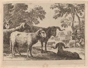 Rams