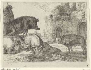 Pigs