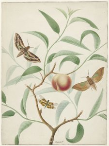 Peach on a Branch with Two Exotic Butterflies and a Dragonfly by Hermanus de Wit