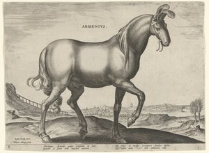 Horse from Armenia (Armenius) by Hieronymus Wierix