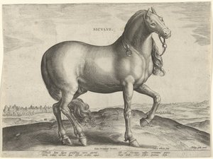 Horse from Sicily by Hieronymus Wierix