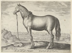 Horse from Thessaly