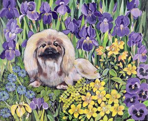 Peke in the Flower Bed by Hilary Jones