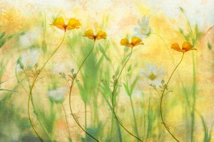 Dreamy Summer Flowers by Hilda van der Lee