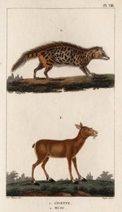 Civet and Musk. 