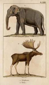 Elephant and Elan. 