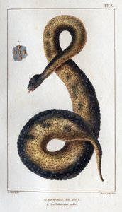 Java Acrochord. Its Insulated Tubers. Fauna of Doctors or History of Animals and Their Products by Hippolyte Cloquet - Volume 6 - 1825