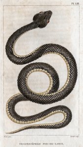 Representation of the Trigonocephale - Spearhead: Reptile