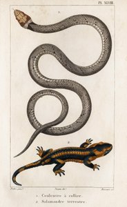 The Collared Snake, Land Salamander. Fauna of Doctors or History of Animals and Their Products by Hippolyte Cloquet - Volume 6 - 1825