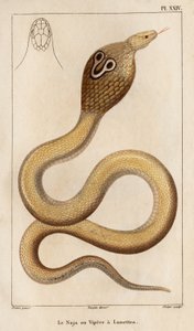 The Naja or viper has glasses. Fauna des Médecins ou histoire des animaux et de leurs produits par Hippolyte Cloquet - Volume 6 - 1825