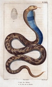 The aspic of the elders, his head seen above. Fauna des Médecins ou histoire des animaux et de leurs produits par Hippolyte Cloquet - Volume 6 - 1825
