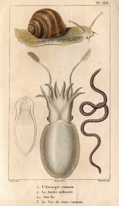 The Common Snail, the Ordinary Cuttlefish, Its Bone, the Common Earthworm. Fauna of Doctors or History of Animals and Their Products by Hippolyte Cloquet - Volume 6 - 1825