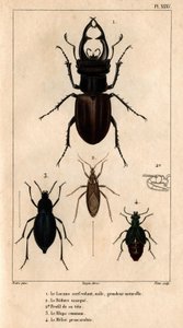 The Male Kite Skylight, the Reduve Mask, the Common Blaps, the Proscarabee Meloe