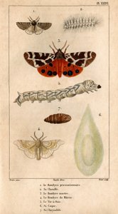 The Processional Bombyce, Its Caterpillar, the Marten Bombyce, the Murier Bombyce, the Silk Worm, Its Hull, Its Chrysalide. in 